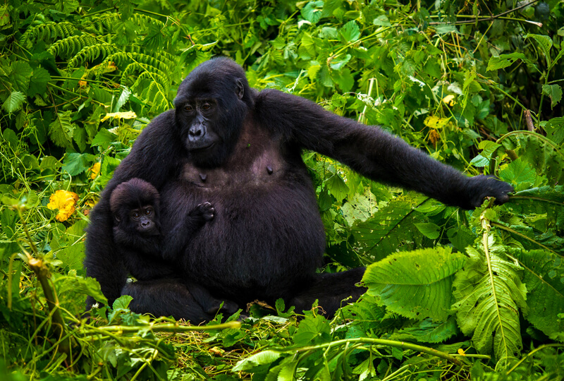 Mountain gorilla and its baby in Bwindi Impenetrable National Park