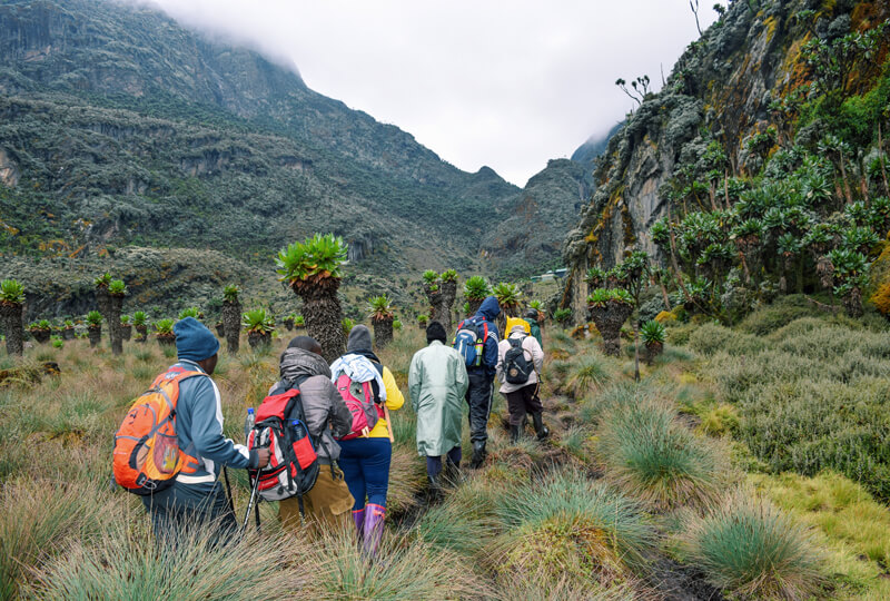 hikers in the rwenzori mountains, uganda - kwezi outdoors