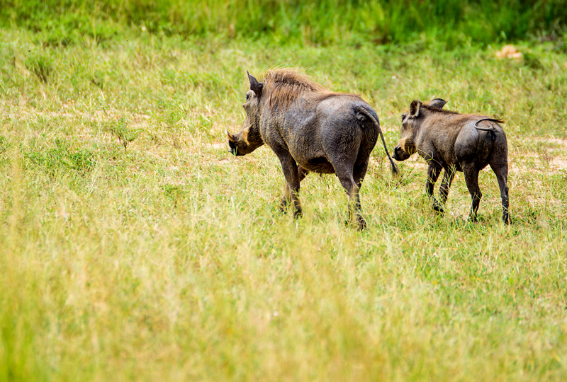 warthogs out on the savanna - kwezi outdoors
