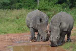 Rhinos drink in the Ziwa Rhino Sanctuary in the Uganda