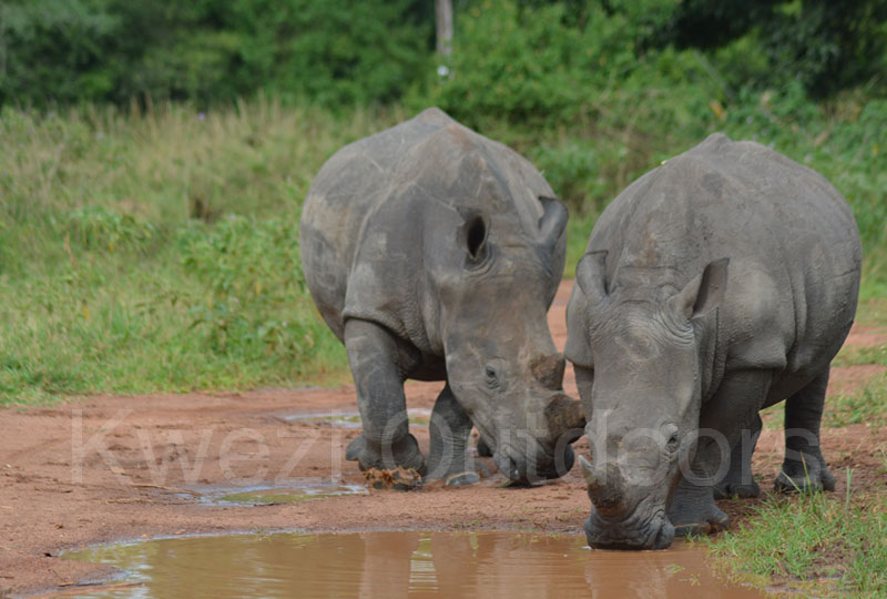rhinos in Ziwa Rhino Sanctuary with Kwezi Outdoors