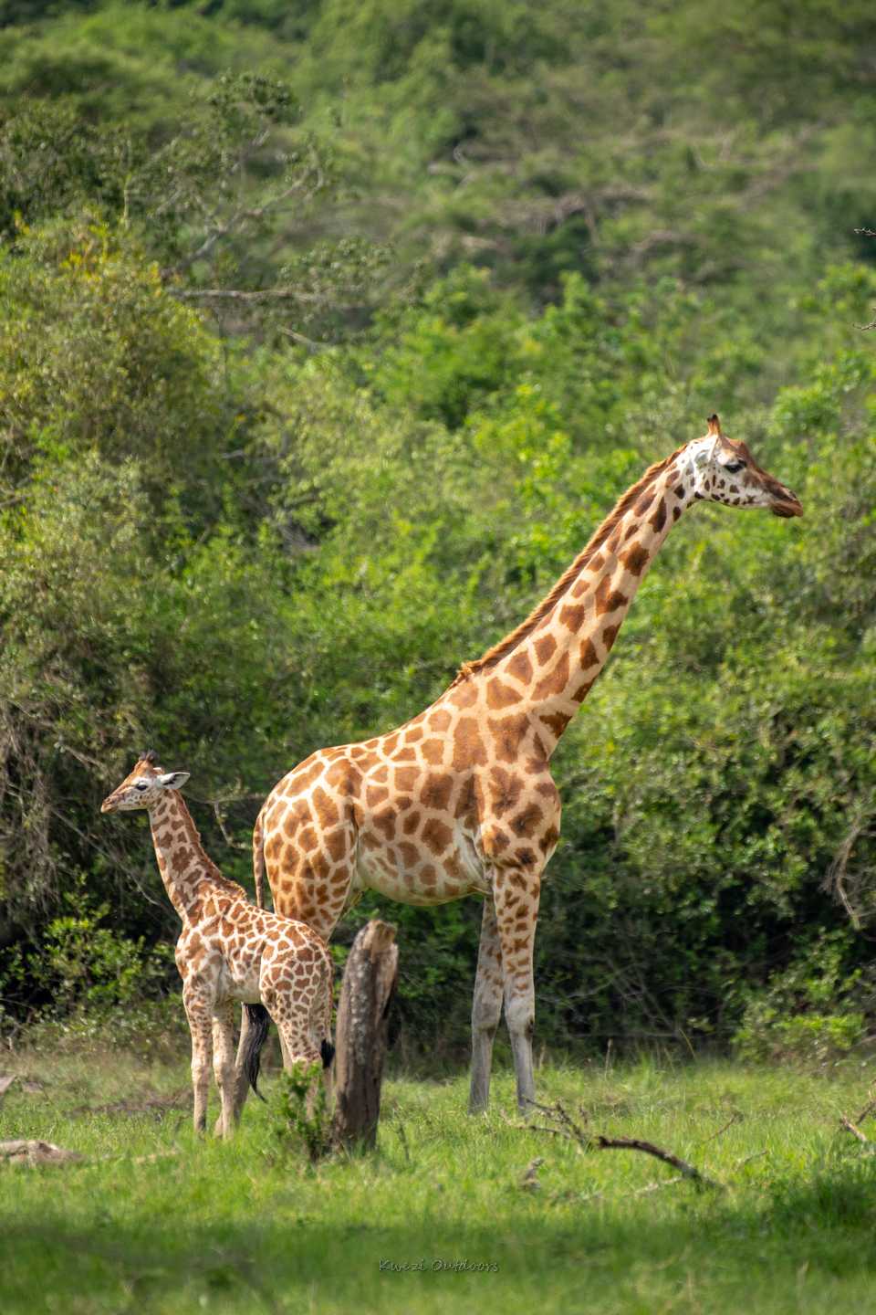 a giraffe and its mother in lake mburo national park - kwezi outdoors