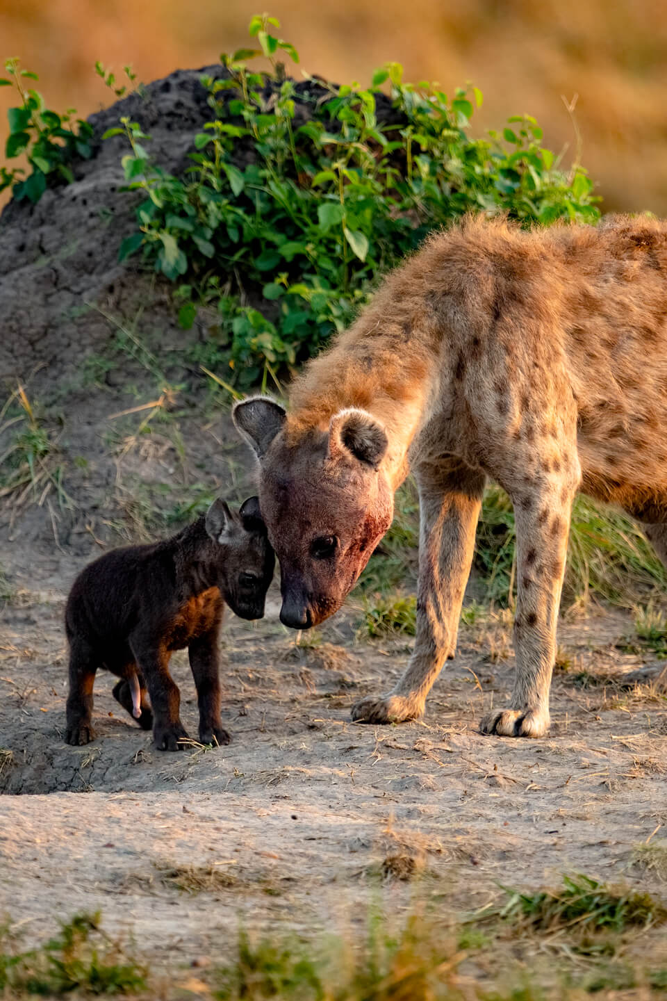 Hyena and its puppy in Lake Mburo National Park
