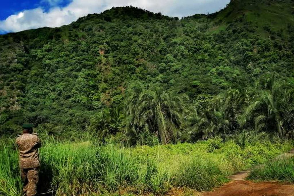 lush green landscapes in semuliki national park in Uganda - kwezi outdoors
