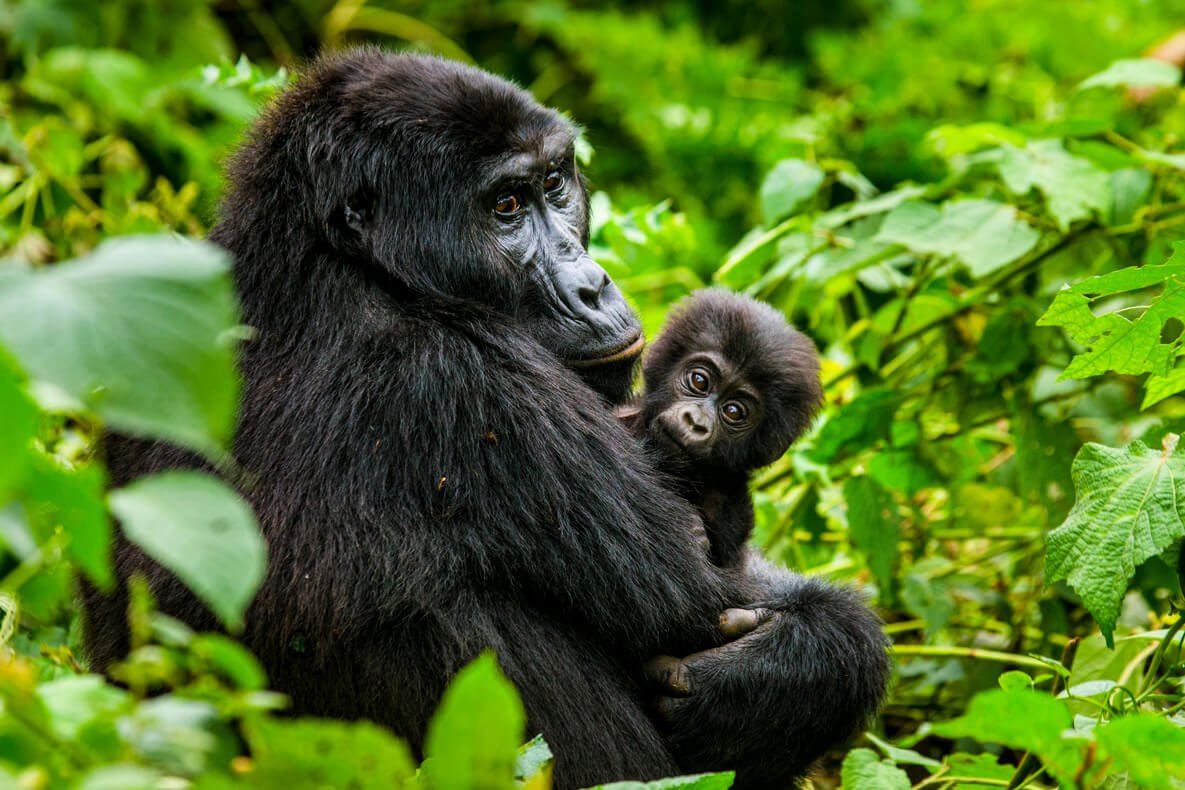 Baby Gorilla trekking