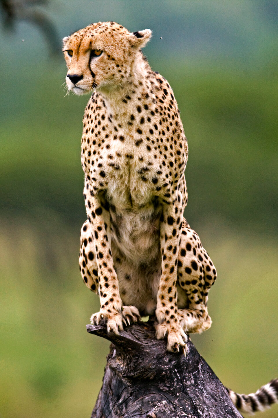 Cheetah can be found in Kidepo Valley National Park in Uganda