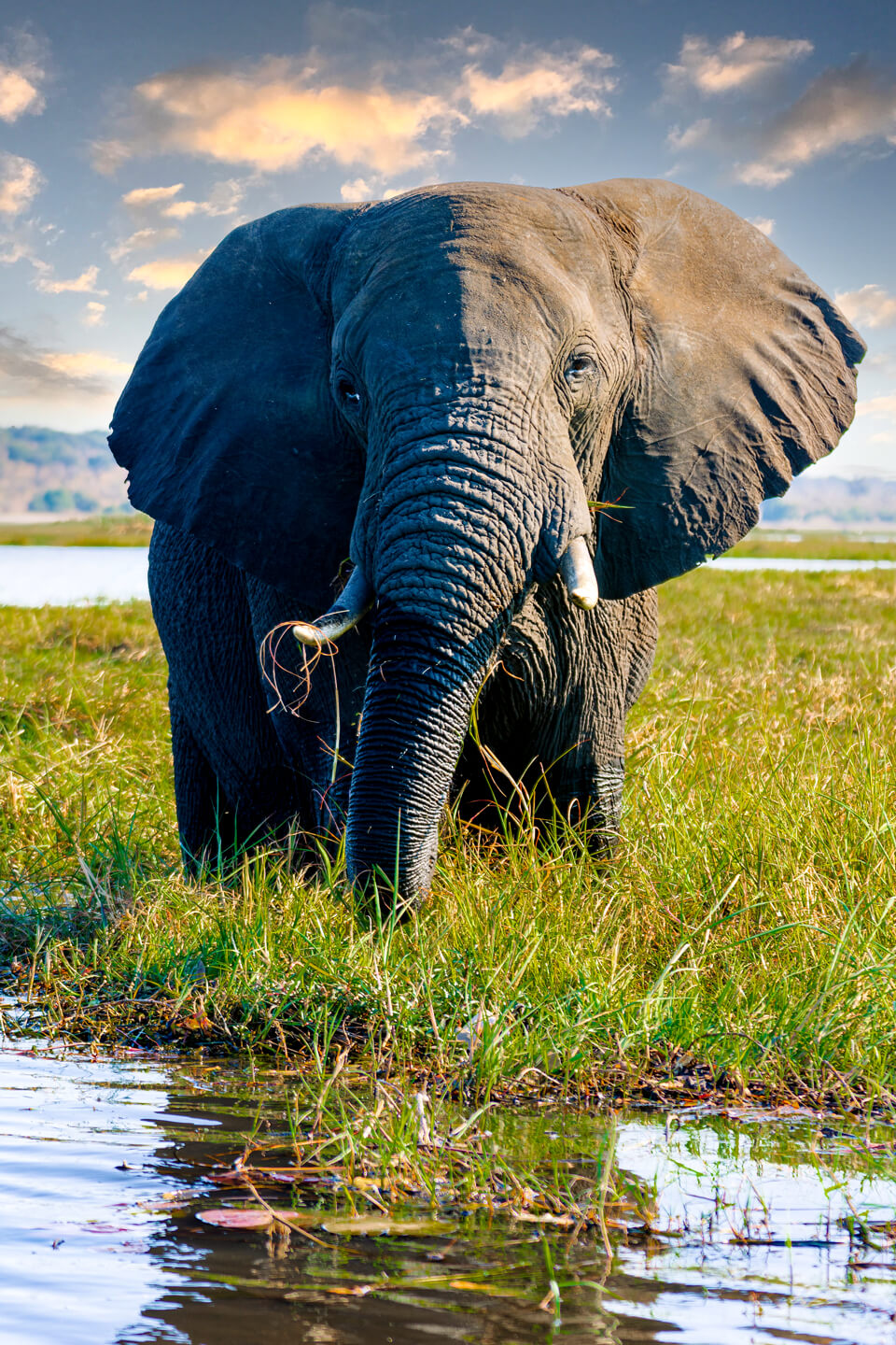 Elephant Wildlife Uganda
