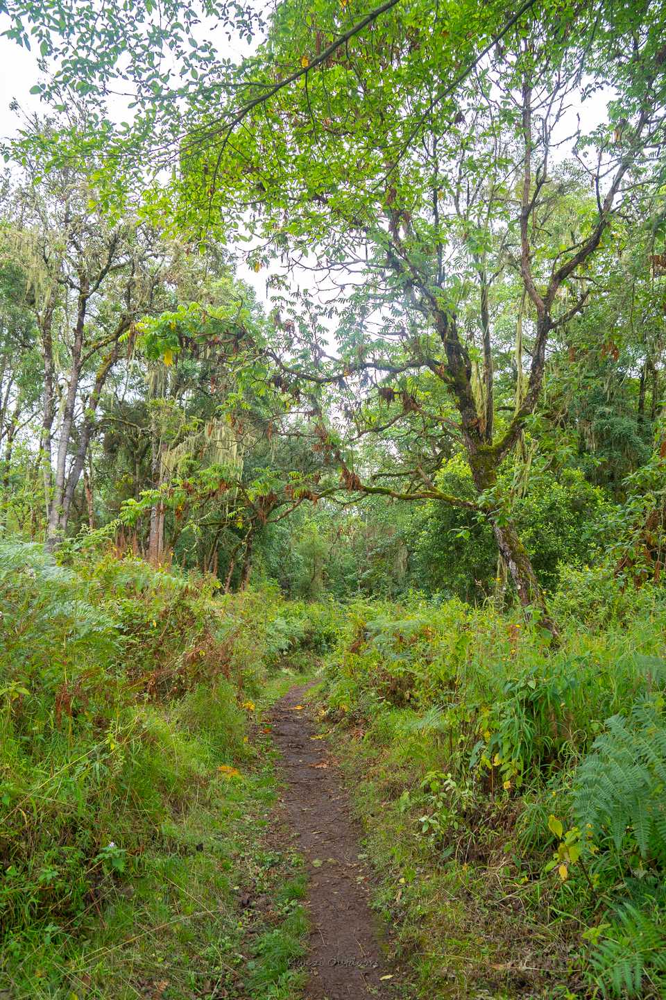 A trail in Mt. Elgon National Park in Uganda. Kwezi Outdoors runs hiking safaris to Mt. Elgon