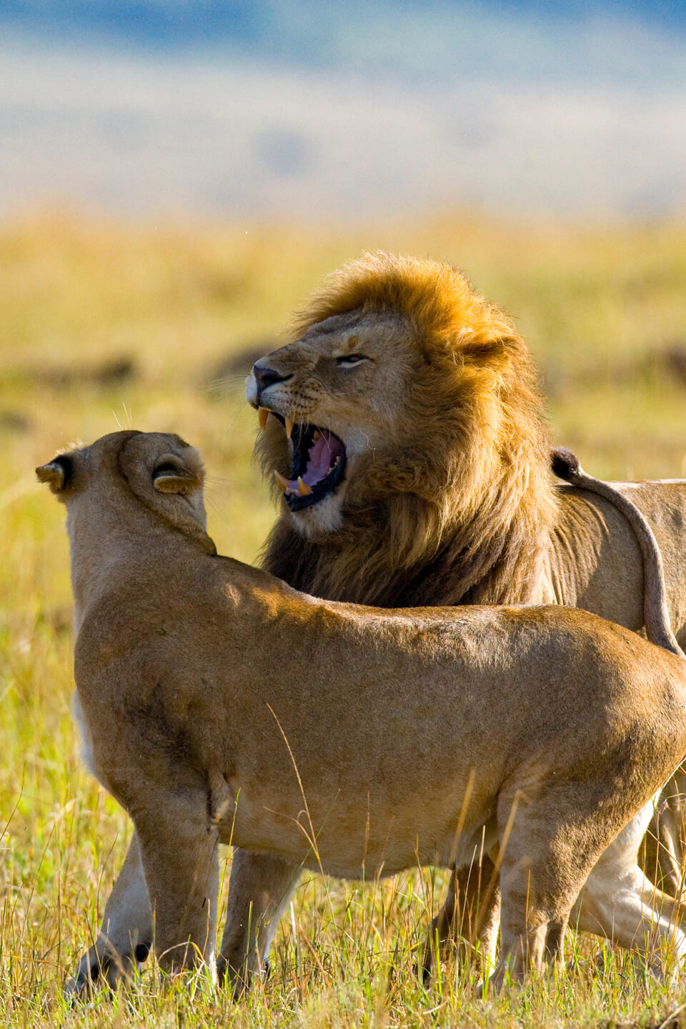 Lion and lioness in Queen Elizabeth National Park