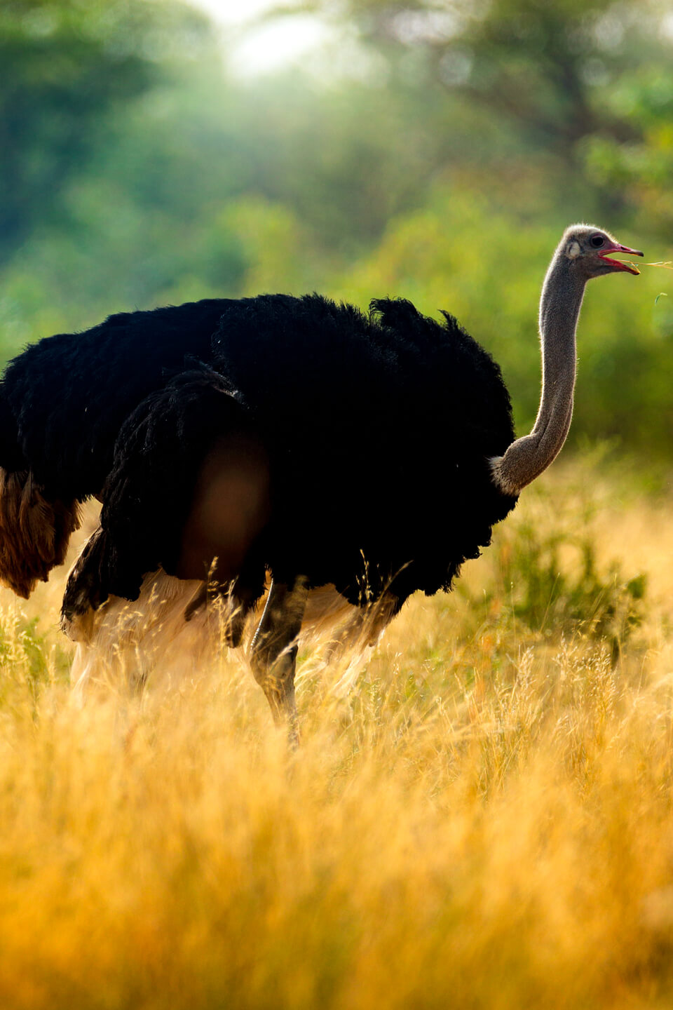 Ostrich in Kidepo Valley National Park