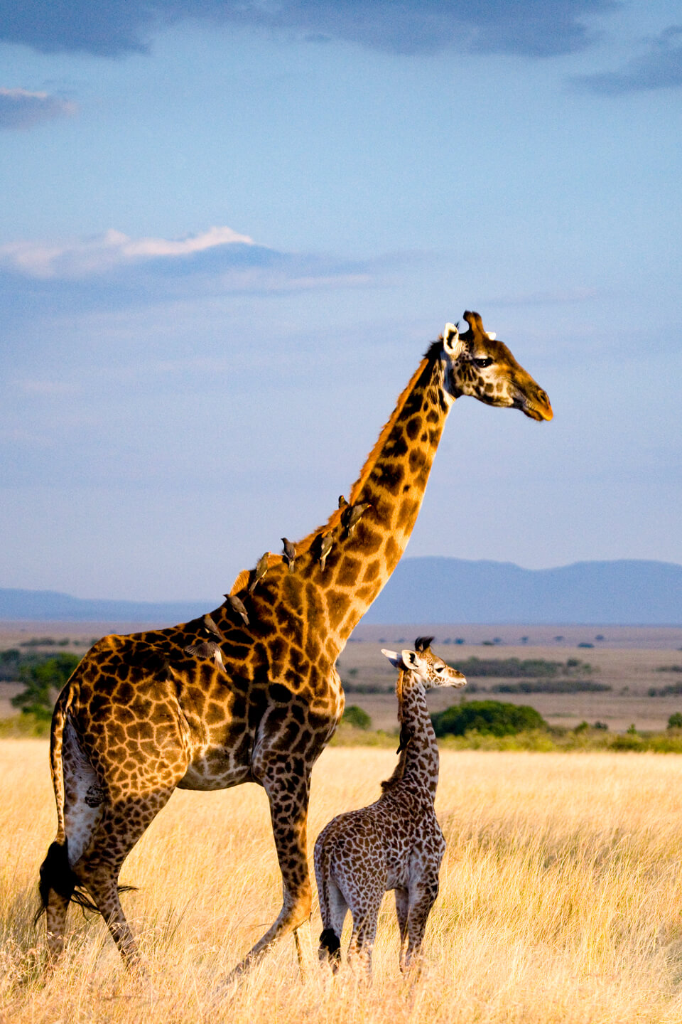 A giraffe with its baby in Kidepo Valley National Park