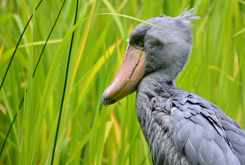 shoebill stork in uganda - kwezi outdoors