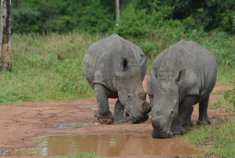 Rhinos drink from a waterhole in Ziwa Rhino Sanctuary - Uganda safaris with Kwezi Outdoors