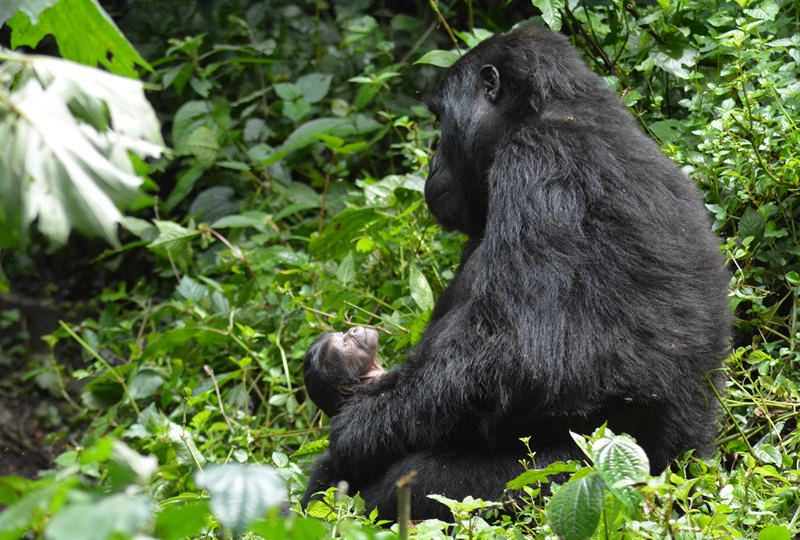 A new-born baby gorilla with its mother in Bwindi Impenetrable National Park, Uganda