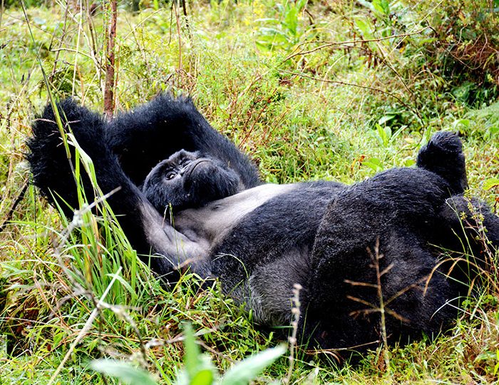 Mountain Gorilla Silverback Chills in Mgahinga Gorilla National Park