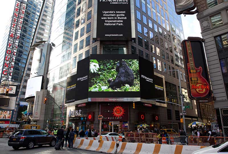 Uganda baby gorilla photo in times square, new york, by Vincent Mugaba of Kwezi Outdoors