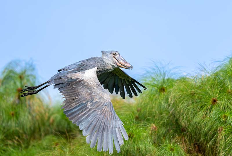 Flying shoebill stork spotted on a Kwezi Outdoors birding safari in Uganda