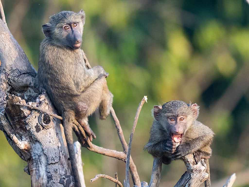 Uganda monkeys
