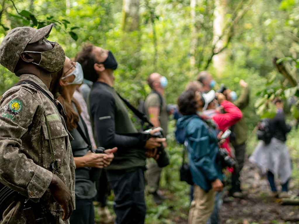 Birding in the rich forests of Uganda