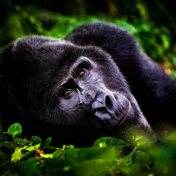 Gorilla trekking in uganda with kwezi outdoors