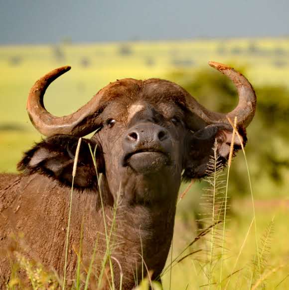 African cape buffalo in Murchison Falls National Park