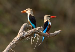 Uganda is a great birding destination with a count of over 1060 species. Kwezi Outdoors offers birding safaris to Uganda