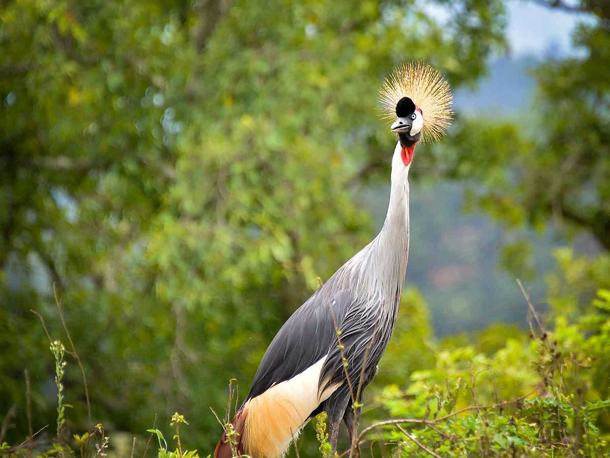 The grey crowned crane also known as the crested crane is the national bird of Uganda - Kwezi Outdoors
