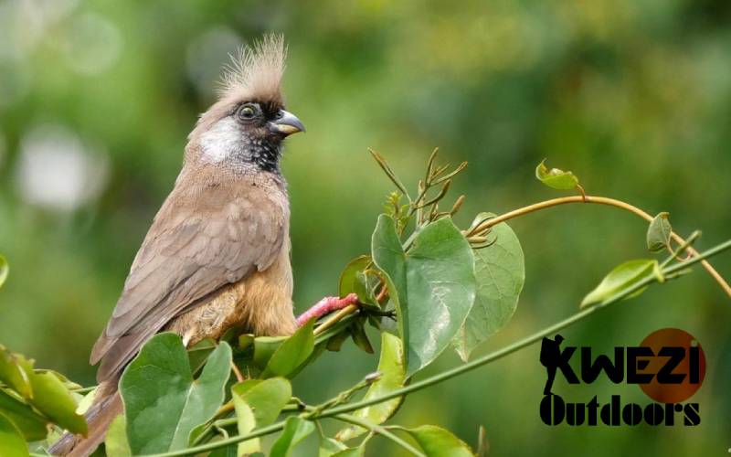 Birdwatching Uganda
