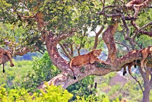 Tree climbing lions are unique to the Queen Elizabeth National Park in Uganda. This is one of two parks in Africa where lions spend more time in the trees, and thus the name. Look out for these lions on your Uganda safari with Kwezi Outdoors