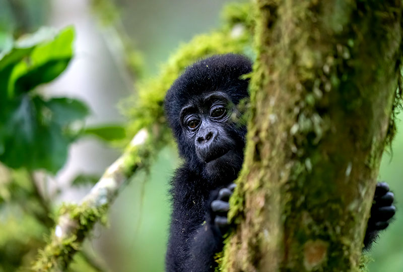 A young gorilla looks out from a tree in Bwindi Impenetrable National Park, Uganda