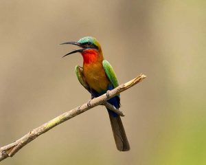 Uganda is a birdwatching paradise with over 1060 species recorded here. Look out for your specials on Kwezi Outdoors birding safaris