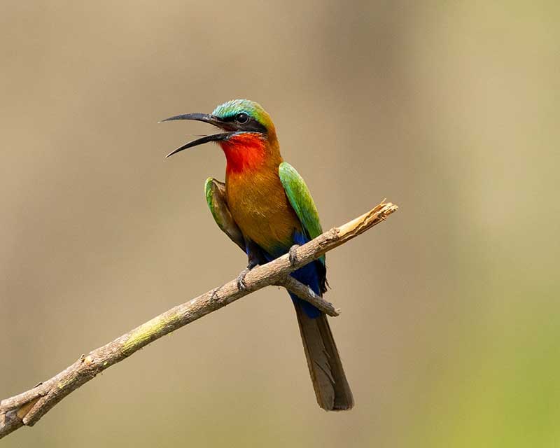 red throated bee eater in murchison falls national park, Uganda - kwezi outdoors