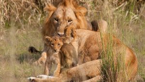 Lions with the cub - lions are one of the Big 5 that you should seek out on your Uganda safari with Kwezi Outdoors