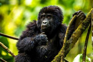 A juvenile mountain gorilla in Uganda's jungles