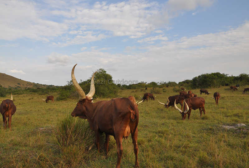 Ankole cattle seen during a Kwezi Outdoors family safari
