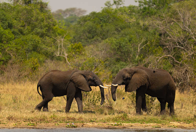 Big 5 - elephants play with each other as seeon on Kwezi Outdoors family safari