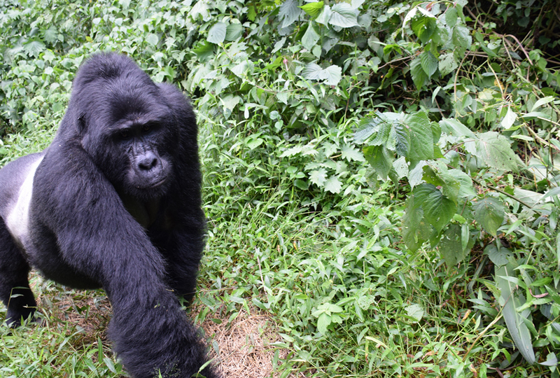 A silverback mountain gorilla leads his family along the Bwindi's paths