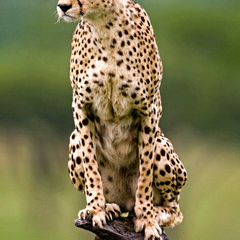 cheetah-wildlife-uganda