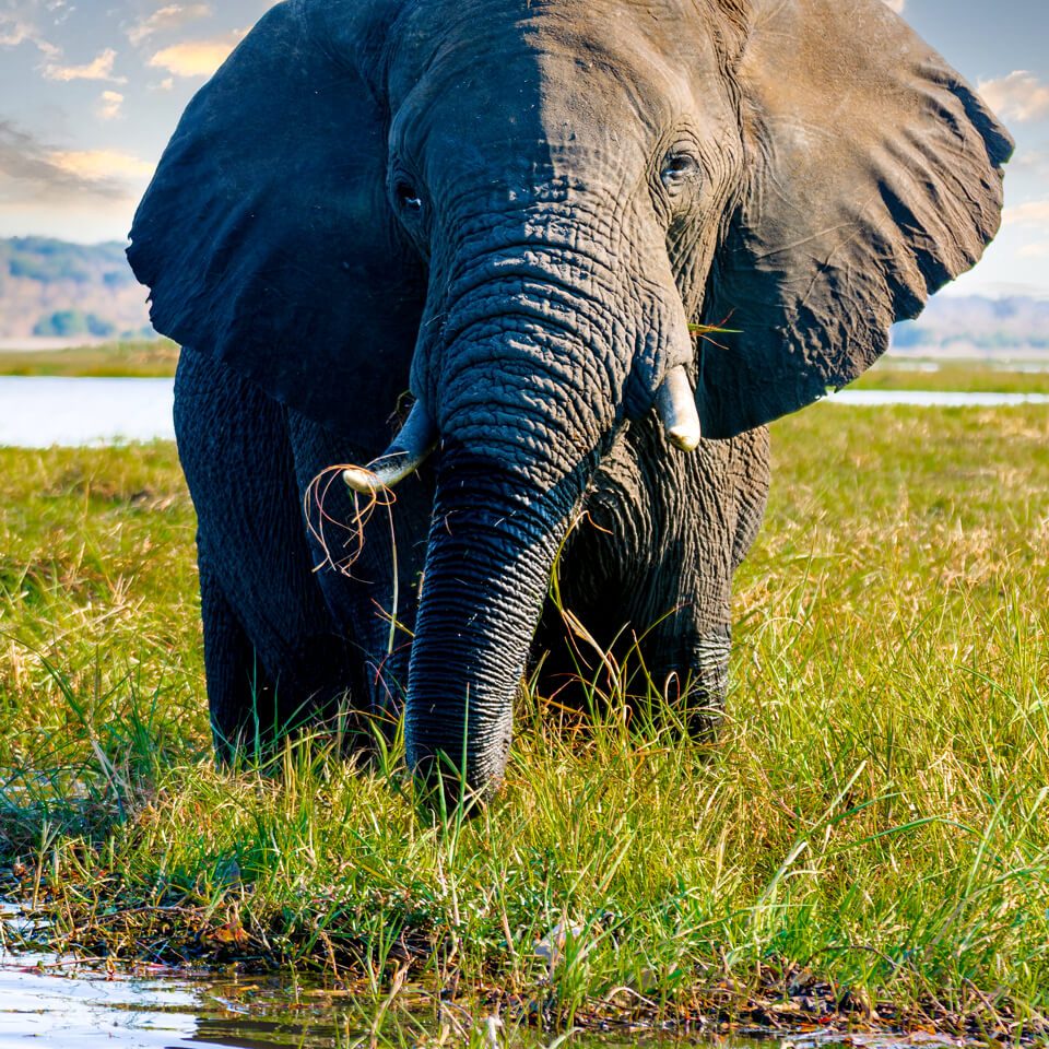 elephant-wildlife-uganda