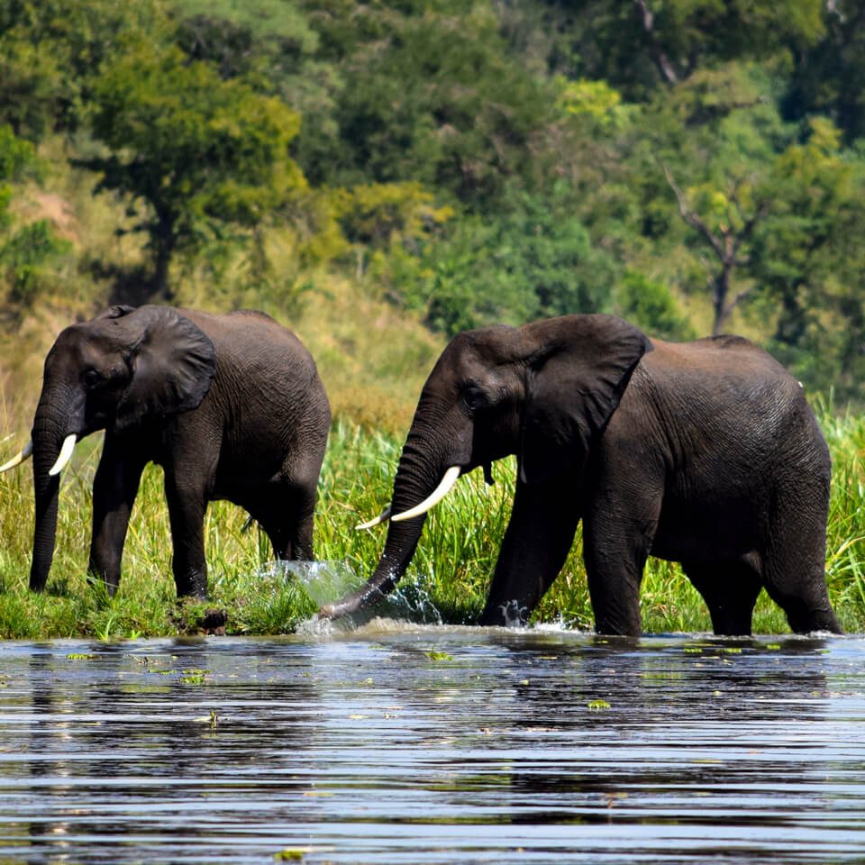 elephants-wildlife-uganda