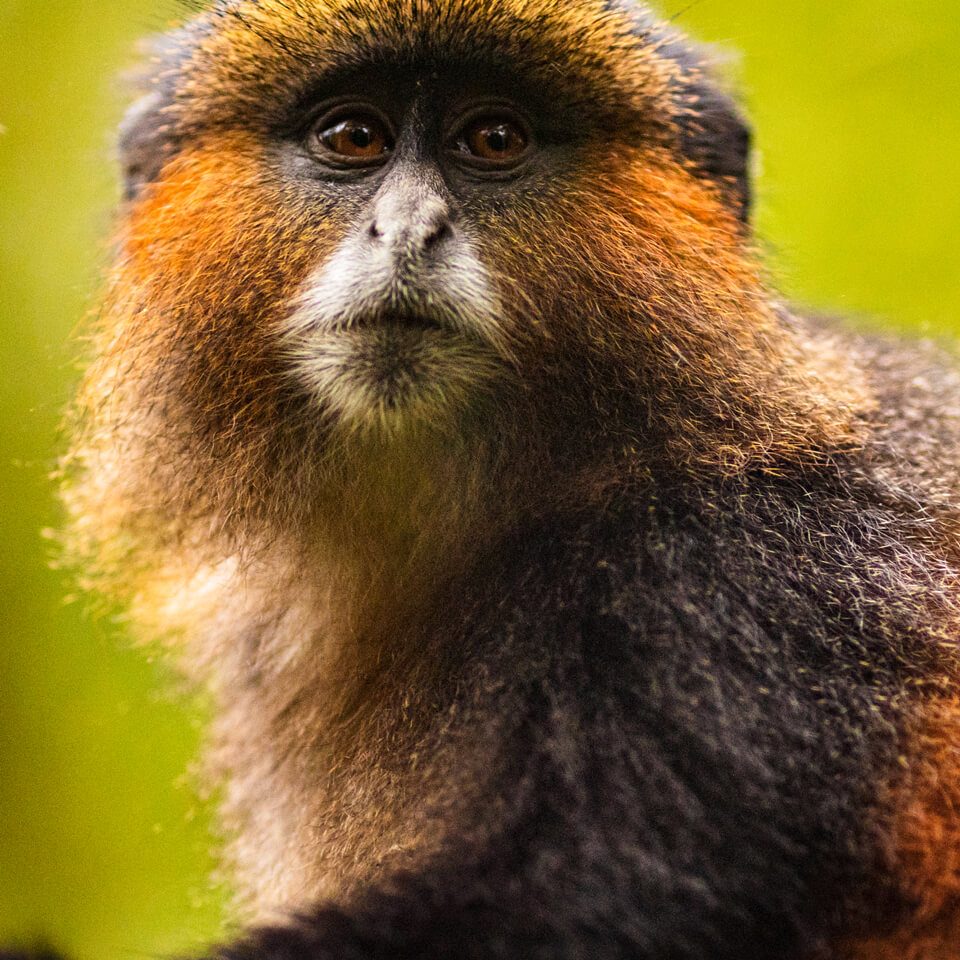 golden-monkey-safari