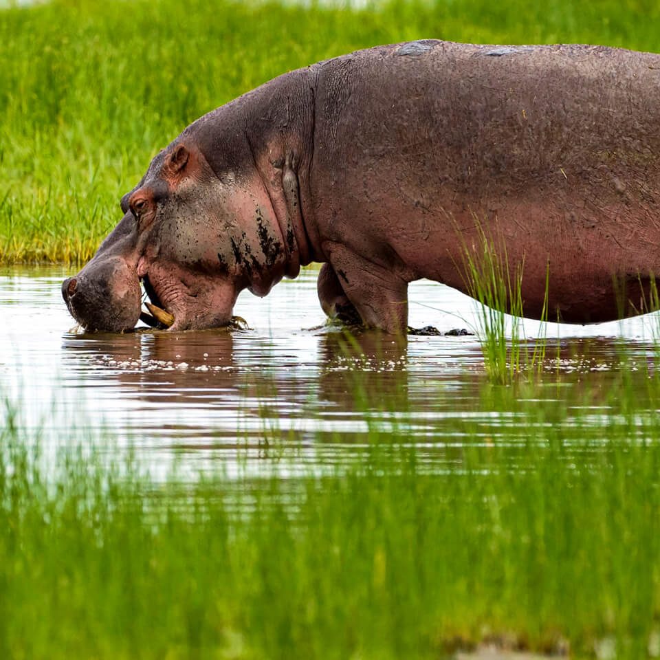 hippos-uganda