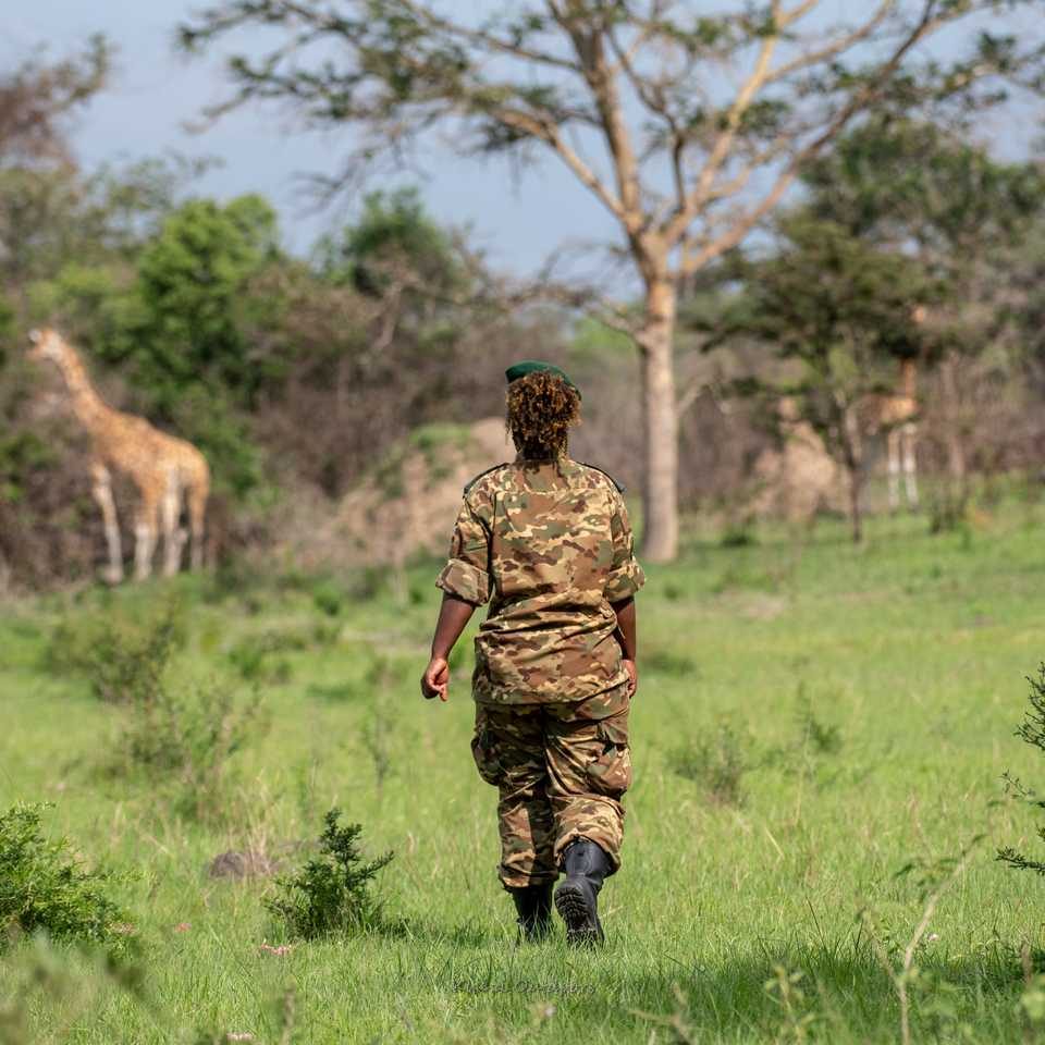 a ranger with wildlife in lake mburo national park - uganda