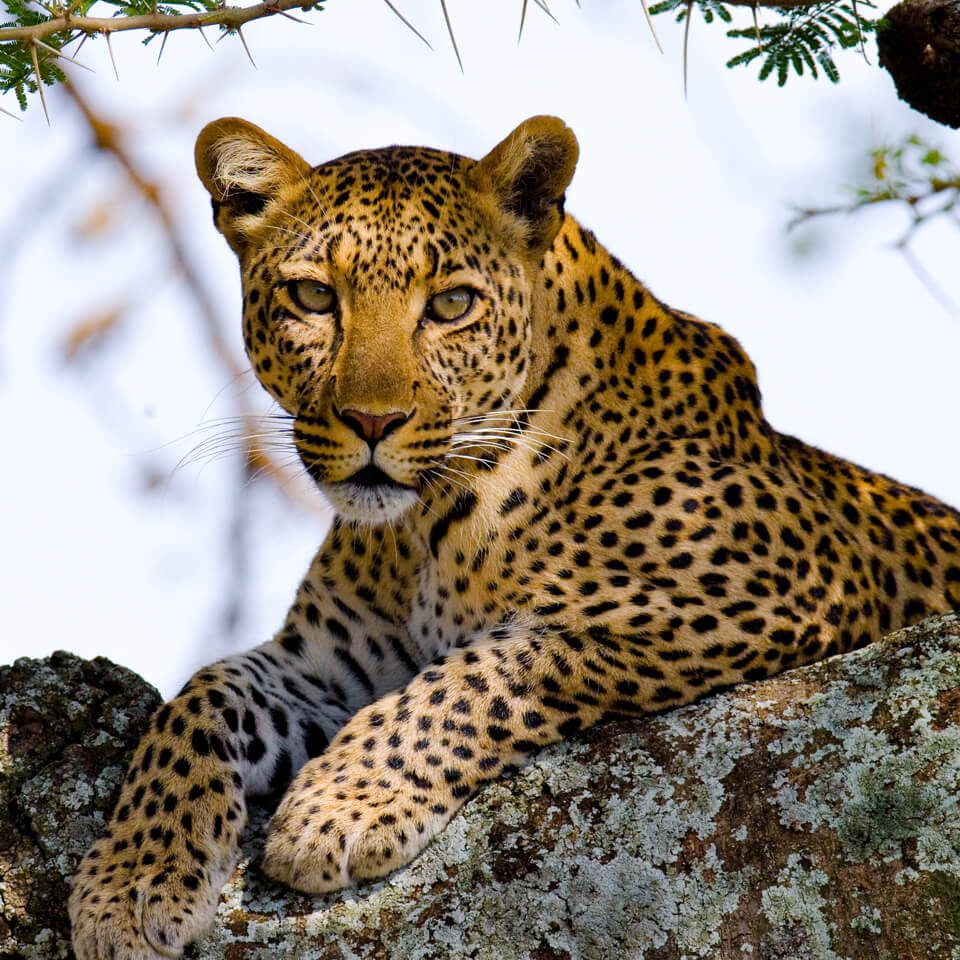 Leopard on of Africa's Big 5 safari wildlife