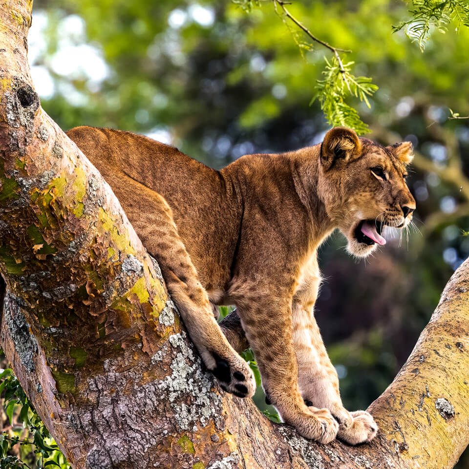 lion-wildlife-uganda