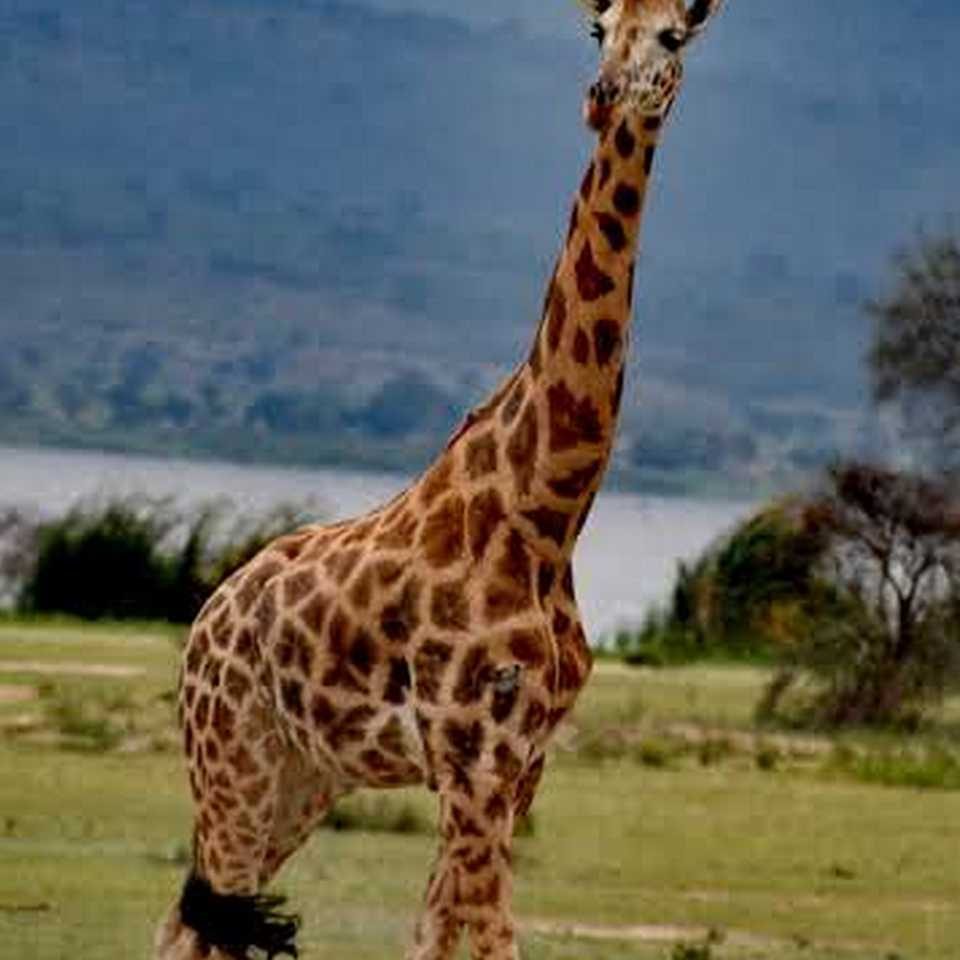 giraffe near the nile river in murchison falls national, uganda - kwezi outdoors