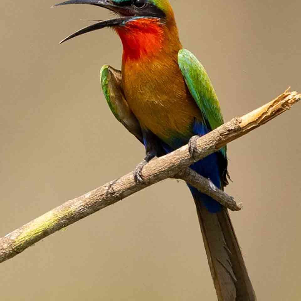 The red-throated sunbird is one of many species you will find on your Uganda birding safari with Kwezi Outdoors