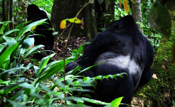 Kwezi Outdoors mountain gorilla tracking in Bwindi