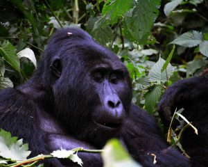 A mountain gorilla silverback in Bwindi Impenetrable National Park