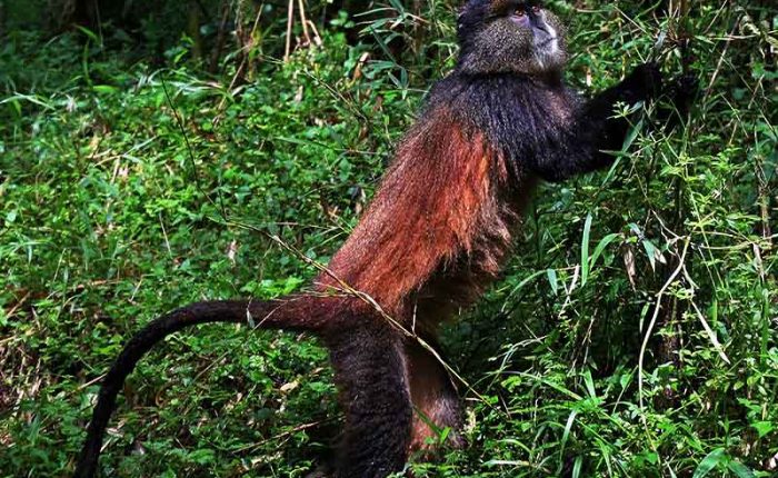 Golden monkeys found in Mgahinga Gorilla National Park in Uganda